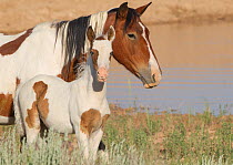 Wild horses / Mustangs, pinto mare and foal, McCullough Peaks, Wyoming, USA