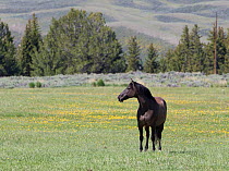 Black horse on ranch, Jackson Hole, Wyoming, USA