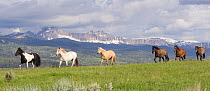 Herd of horses on ranch with mountains in background, Jackson Hole, Wyoming, USA, July 2011