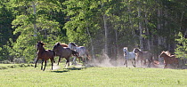 Herd of horses on ranch, galloping out of woodland, Jackson Hole, Wyoming, USA