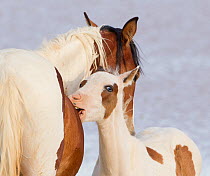 Wild horses / Mustangs, pinto mare and foal mutual grooming, McCullough Peaks, Wyoming, USA