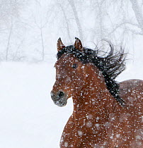 Andulasian bay stallion running in snow storm, Longmont, Colorado, USA