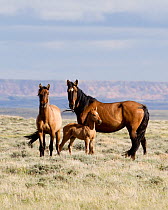 RF- Wild Mustang horses, mare, juvenile and foal. Great Divide Basin, Wyoming, USA. (This image may be licensed either as rights managed or royalty free.)