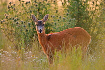 Roe Deer (Capreolus capreolus) doe in dawn light. Perthshire, Scotland, June.