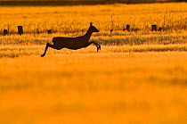 Roe Deer (Capreolus capreolus) doe leaping through barley field in dawn light. Perthshire, Scotland, June.