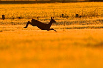 Roe Deer (Capreolus capreolus) doe leaping through barley field in dawn light. Perthshire, Scotland, June.