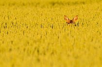 Roe Deer (Capreolus capreolus) doe peering from wheat field. Perthshire, Scotland, June.