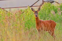 Roe Deer (Capreolus capreolus) doe in set aside field. Perthshire, Scotland, June.