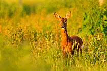 Roe Deer (Capreolus capreolus) doe in a field of set aside at dawn. Perthshire, Scotland, June.