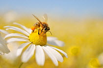 European Honey Bee (Apis mellifera) collecting pollen and nectar from Scentless Mayweed (Tripleurospermum inodorum). Perthshire, Scotland, July. Did you know? A worker Honeybee will only produce a 12t...
