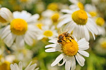 European Honey Bee (Apis mellifera) collecting pollen and nectar from Scentless Mayweed (Tripleurospermum inodorum). Perthshire, Scotland, July.