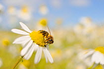 European Honey Bee (Apis mellifera) collecting pollen and nectar from Scentless Mayweed (Tripleurospermum inodorum). Perthshire, Scotland, July.
