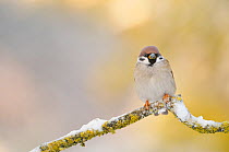 Tree Sparrow (Passer montanus) perched on frosty brach. Perthshire, Scotland, December.