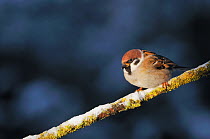 Tree Sparrow (Passer montanus) perched on frosty brach. Perthshire, Scotland, December.