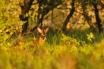 Roe Deer (Capreolus capreolus) buck in a woodland field. Perthshire, Scotland, June.