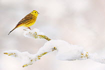 Yellowhammer (Emberiza citrinella) perched on snowy branch. Perthshire, Scotland, December.