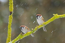 Two Tree Sparrows (Passer montanus) perched in snow. Perthshire, Scotland, December.