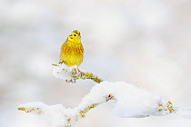 Yellowhammer (Emberiza citrinella) perched on snowy branch. Perthshire, Scotland, February.