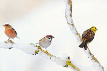 Tree Sparrow (Passer montanus), male Chaffinch (Fringilla coelebs) and a male Yellowhammer (Emberiza citrinella) on snowy branch (left to right). Perthshire, Scotland, December.