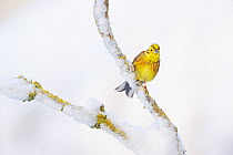 Yellowhammer (Emberiza citrinella) perched on snowy branch. Perthshire, Scotland, February. Did you know? Beethoven's pupil claimed that the famous 'fate motif' of his 5th Symphony was inspired by the...