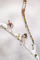 Tree Sparrow (Passer montanus) and a male House Sparrow (Passer domesticus) perched in snow. Perthshire, Scotland, December.