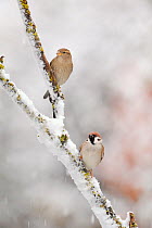 Tree Sparrow (Passer montanus) and a female House Sparrow (Passer domesticus) perched on frosty branch. Perthshire, Scotland, December.