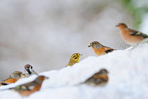 Yellowhammer (Emberiza citrinella) (centre), Chaffinch (Fringilla coelebs) (centre-left), Brambling (Fringilla montifringilla) (centre-right) and Tree Sparrow (Passer montanus) foraging in snow. Perth...