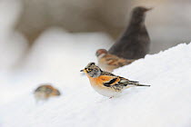 Brambling (Fringilla montifringilla) foraging on snow, with other passerines in the background. Perthshire, Scotland, January.