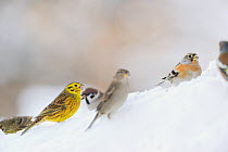 Yellowhammer (Emberiza citrinella) (left), Chaffinch (Fringilla coelebs), Brambling (Fringilla montifringilla) (right) and Tree Sparrow (Passer montanus) (others) foraging on snow. Perthshire, Scotlan...