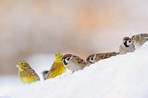 Tree Sparrow (Passer montanus) (right) and Yellowhammer (Emberiza citrinella) foraging on snow. Perthshire, Scotland, January. Did you know? The Tree sparrow population in UK dropped by 93% between 19...
