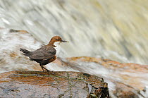 Dipper (Cinclus cinclus) on rock by stream, with insects collected for chicks. Perthshire, Scotland, May.