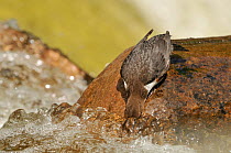 Dipper (Cinclus cinclus) foraging in stream waters. Perthshire, Scotland, May.