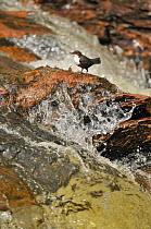Dipper (Cinclus cinclus) on rock in stream. Perthshire, Scotland, May.