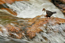 Dipper (Cinclus cinclus) in stream waters. Perthshire, Scotland, May.
