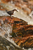 Dipper (Cinclus cinclus) on rock in stream with insects collected for chicks. Perthshire, Scotland, May.