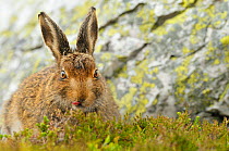 Mountain Hare (Lepus timidus) sub-adult leveret resting by a boulder. Cairngorms National Park, Scotland, May.