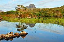 A view of Suilven over a highland loch with islands of scots pine and birch. Sutherland, Scotland, June 2011.