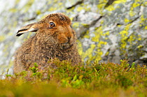 Mountain Hare (Lepus timidus) sub-adult leveret resting by a boulder. Cairngorms National Park, Scotland, July.