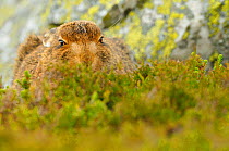Mountain Hare (Lepus timidus) sub-adult leveret hiding. Cairngorms National Park, Scotland, July.