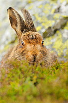 Mountain Hare (Lepus timidus) sub-adult leveret portrait. Cairngorms National Park, Scotland, July.