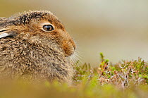 Mountain Hare (Lepus timidus) sub-adult leveret in mid summer, Cairngorms National Park, Scotland, July.