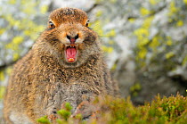 Mountain Hare (Lepus timidus) sub-adult leveret yawning. Cairngorms National Park, Scotland, July.