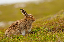 Mountain Hare (Lepus timidus) leveret. Cairngorms National Park, Scotland, July.