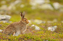 Mountain Hare (Lepus timidus) sub-adult leveret. Cairngorms National Park, Scotland, July.