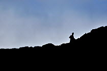 Mountain Hare (Lepus timidus) silhouette. Cairngorms National Park, Scotland, July.
