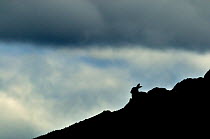 Mountain Hare (Lepus timidus) silhouette in mid summer, Cairngorms National Park, Scotland, July.