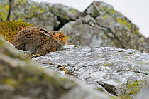 Mountain Hare (Lepus timidus) sub-adult leveret amongst boulders. Cairngorms National Park, Scotland, July.