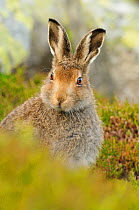 Mountain Hare (Lepus timidus) sub-adult leveret portrait. Cairngorms National Park, Scotland, July.