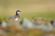 Ptarmigan (Lagopus mutus) cock in summer. Cairngorms National Park, Scotland