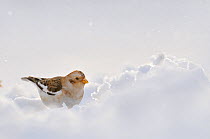 Snow Bunting (Plectrophenax nivalis) on snow. Cairngorms National Park, January.